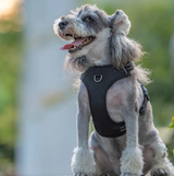 No-Pull Dog Harness & Leash Set – Padded, Adjustable